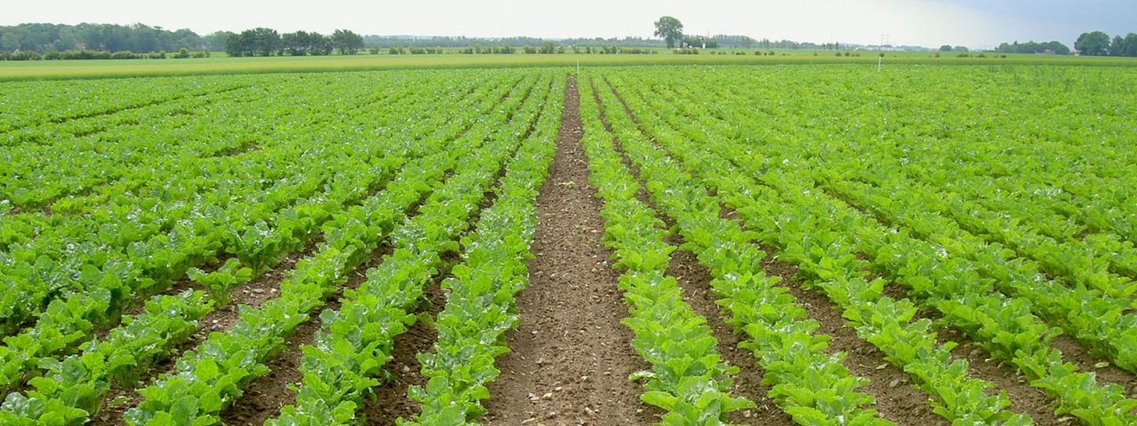 BEET_field
